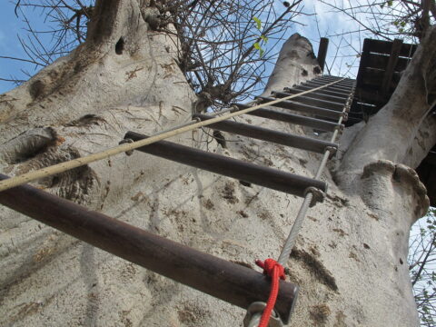 Accrobaobab Adventure