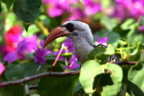 Parc National du Delta du Saloum