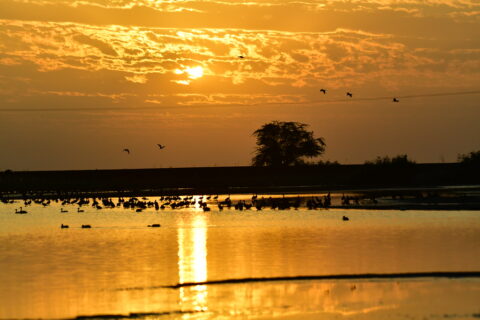 Parc National de Djoudj