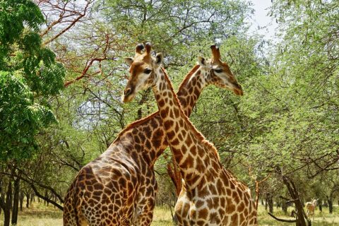 réserve privée de bandia