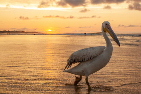 plages de la petite côte