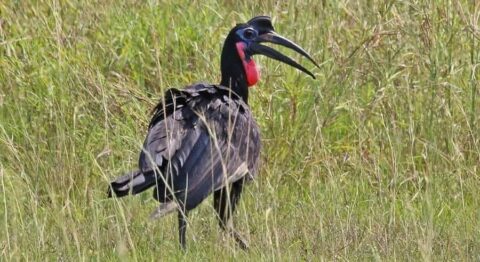 reserve de faune du ferlo nord